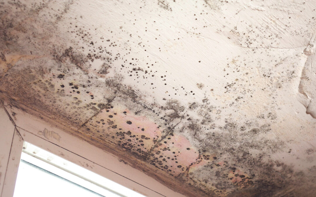 Mold growth wherever there is dampness and moisture, like basements, attics, kitchens, bathrooms or areas that have experienced flooding