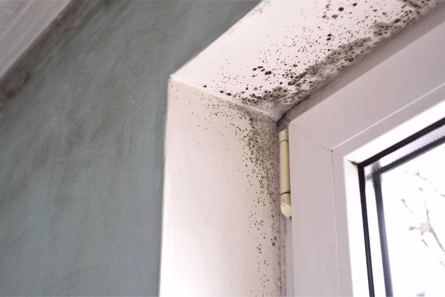 Mold growth developing near a window sill inside an Austin home