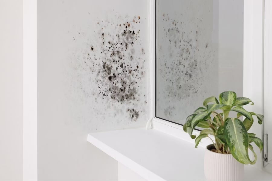 Mold spreading around a bathroom mirror frame due to trapped moisture