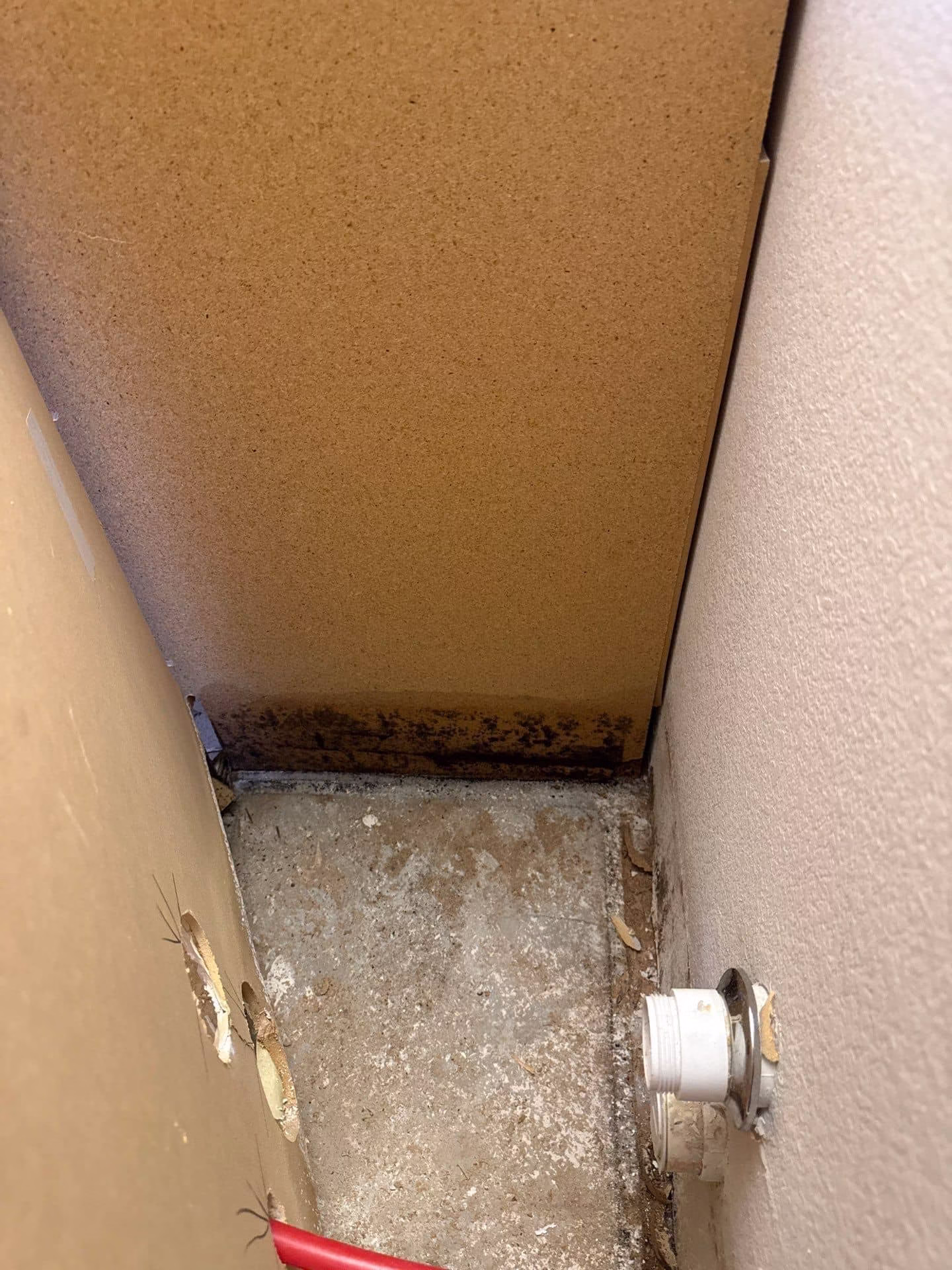 Active mold growth visible inside a bathroom cabinet in Round Rock TX home