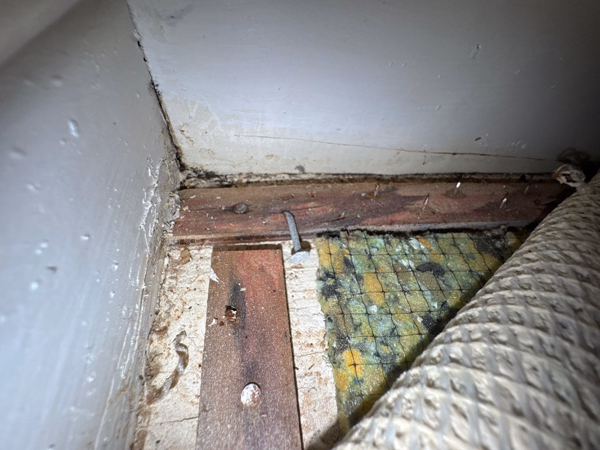 Carpet pulled back to reveal active mold growth on the subfloor of a Round Rock home