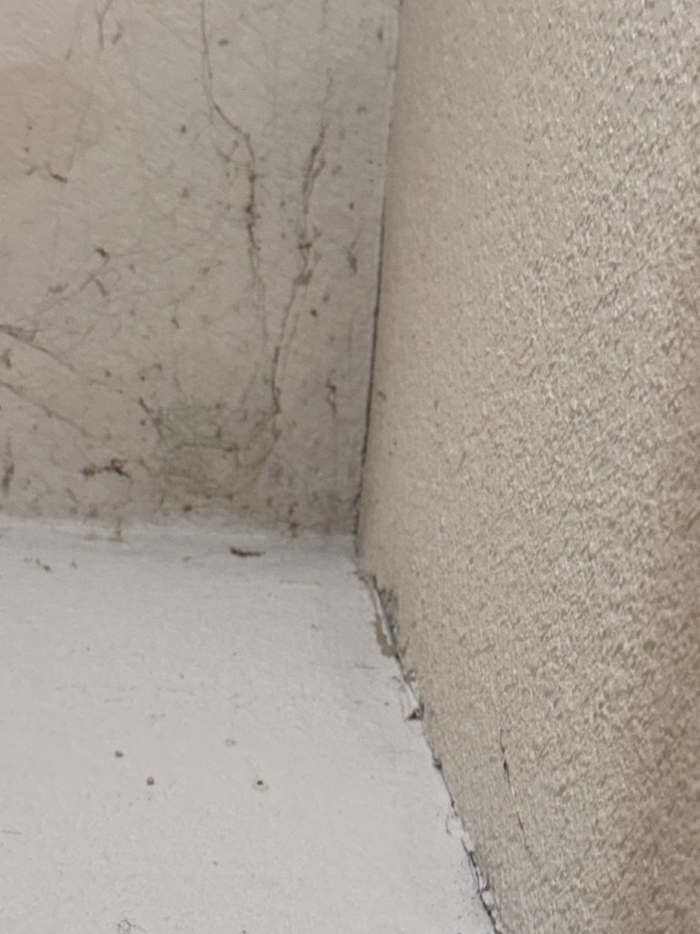 Cleaned and dried drywall base ready for reconstruction after water damage restoration